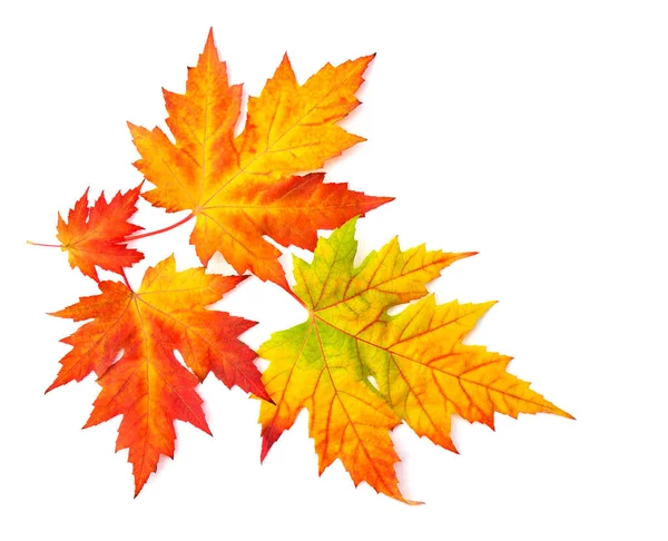 Beautiful Autumnal Colorful Maple Leaves White Background Space Text Top Stock Photo
