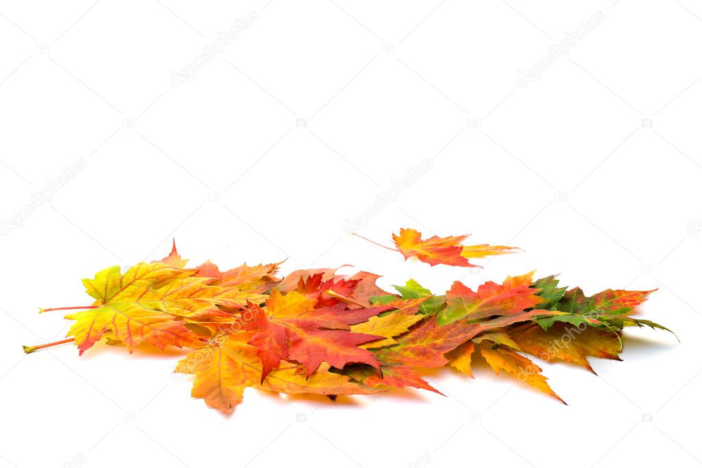 Autumn maple leafs on white background with space for text
