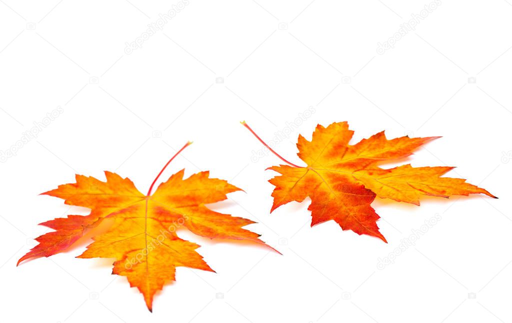 Beautiful autumnal colorful maple leaves on white background with space for text
