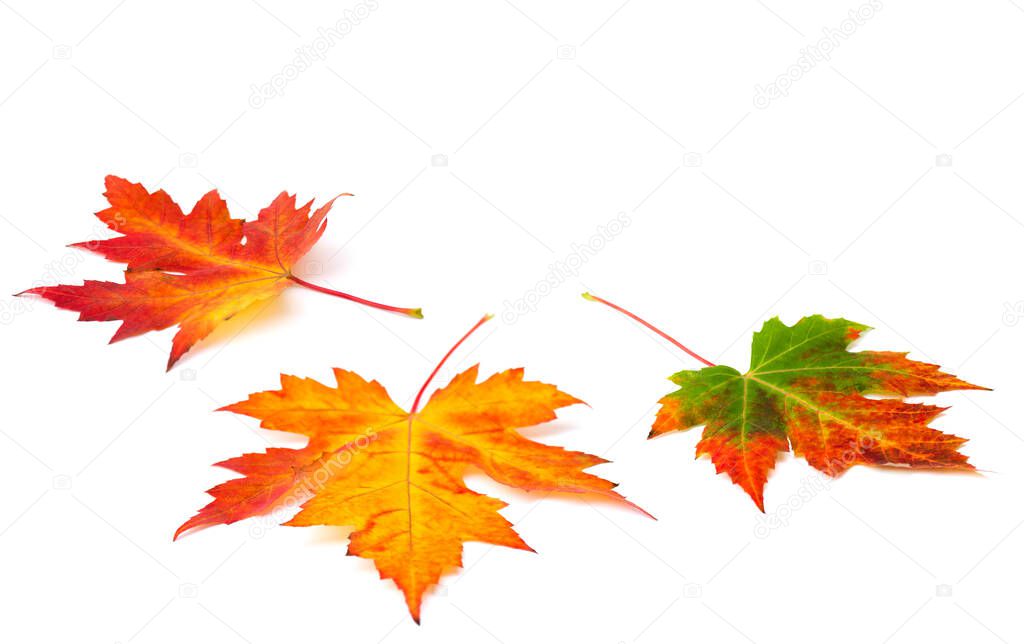 Beautiful autumnal colorful maple leaves on white background with space for text