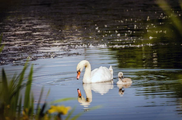 Mother Swan Her Baby — Stock Photo, Image