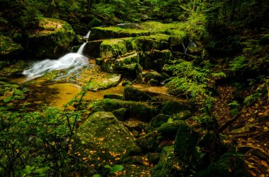 Güzel yeşil orman ve dağ nehri