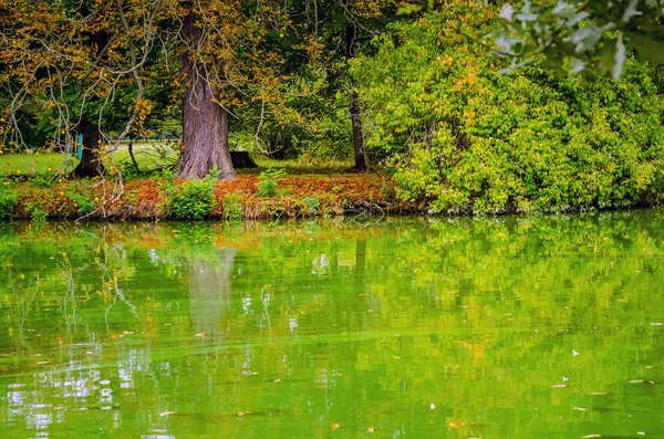 Acqua Nello Stagno Ricoperta Alghe Verdi — Foto Stock