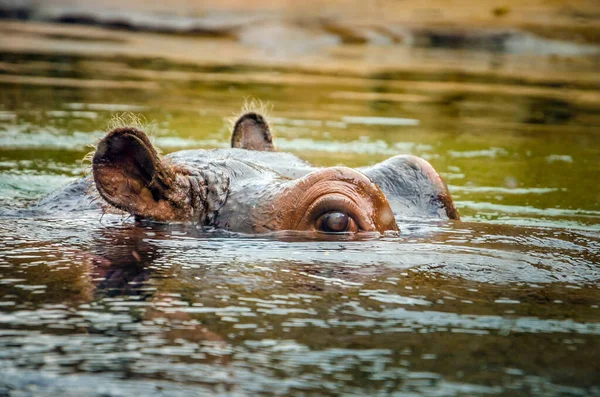 Hippopotamus Looking Water — Stock Photo, Image