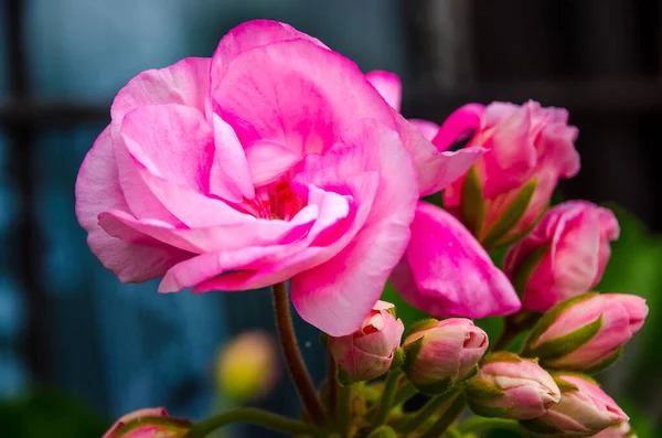 Pink Bloom Pink Buds — Stock Photo, Image