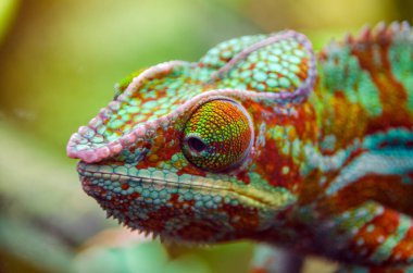 Çok renkli, güzel bukalemun, parlak tenli, yakın çekim sürüngeni.. 