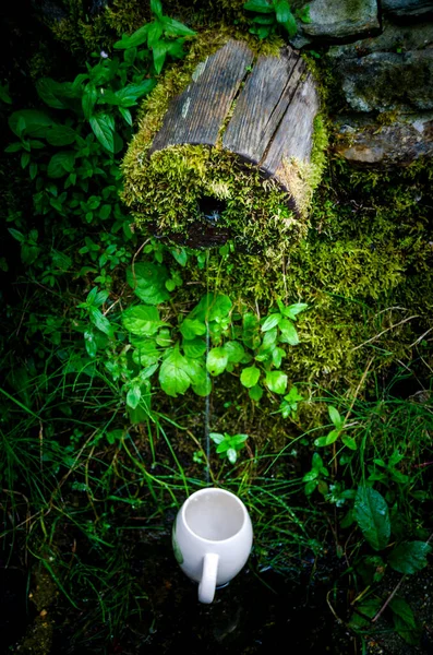 Agua Manantial Natural Bosque — Foto de Stock