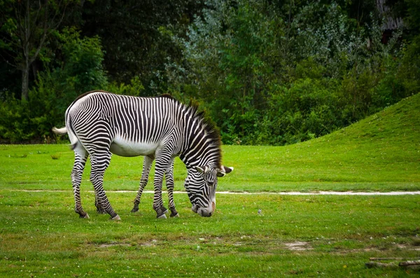 Dvur Kralove República Checa Zebras Zoo Dvur Kralove — Fotografia de Stock