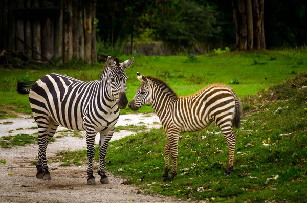 Dvur Kralove 공화국 Zoo Dvur Kralove Zebras 스톡 이미지