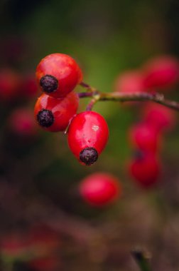 Sonbaharda gül kalçalar