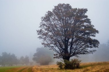 Sonbahar ormanında sis