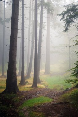 Güzel doğa: sonbahar ormanında sis
