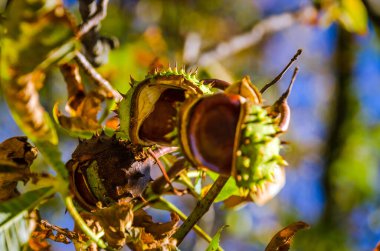 Ağaçta sonbahar yaprakları ve kestaneler