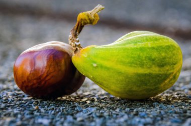 Dekoratif sonbahar kestanesi ve yeşil balkabağı