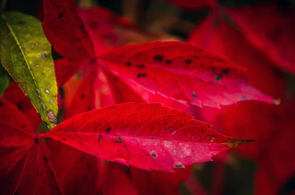 Schöne Bunte Blätter Herbst — Stockfoto