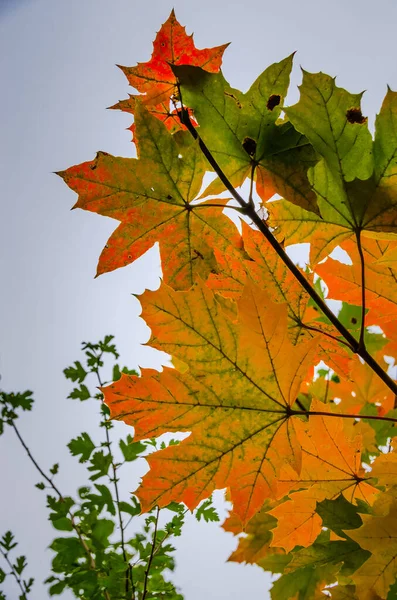 Schöne Bunte Blätter Herbst — Stockfoto