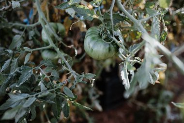 Bahçesinde organik gıda yetiştiren bir çiftçinin fotoğraf çekimi..