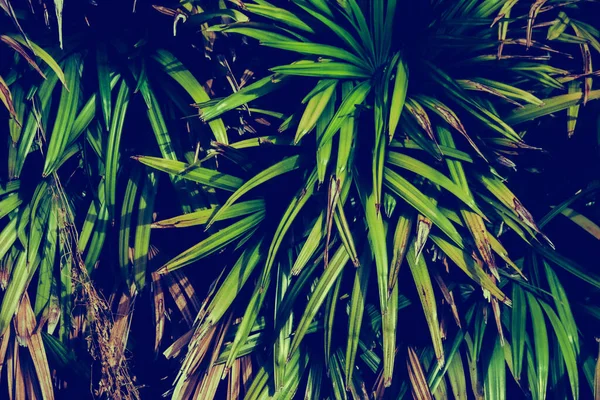 Πράσινο Φύλλα Μοτίβο Φόντο Φυσικό Φως Νερό Σταγόνες Φόντο Και — Φωτογραφία Αρχείου