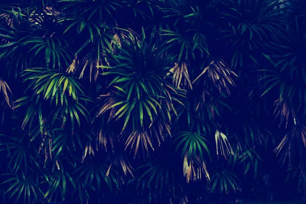Зеленые Листья Рисунок Фона Естественный Свет Воды Капли Фона Обои — стоковое фото