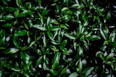 Yeşil yapraklı arka plan, doğal ışık suyu damlaları arka plan ve duvar kağıdı fotoğrafı