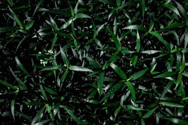 Grüne Blätter Muster Hintergrund Natürliches Natürliches Licht Wassertropfen Hintergrund Und — Stockfoto