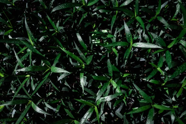 Grüne Blätter Muster Hintergrund Natürliches Natürliches Licht Wassertropfen Hintergrund Und — Stockfoto