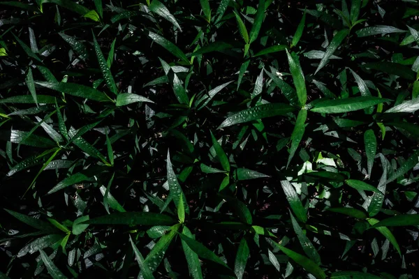 Gröna Löv Mönster Bakgrund Naturligt Ljus Vatten Droppar Bakgrund Och — Stockfoto