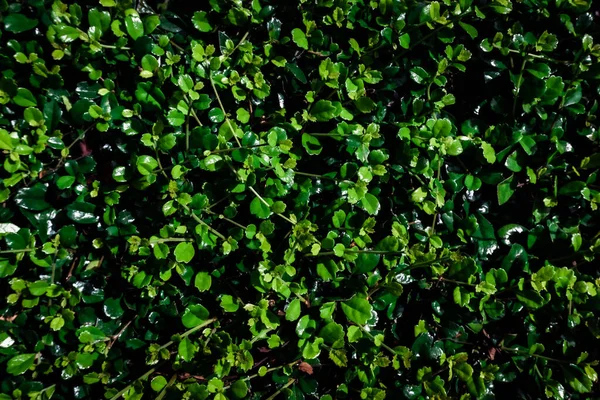 Grüne Blätter Muster Hintergrund Natürliches Natürliches Licht Wassertropfen Hintergrund Und — Stockfoto