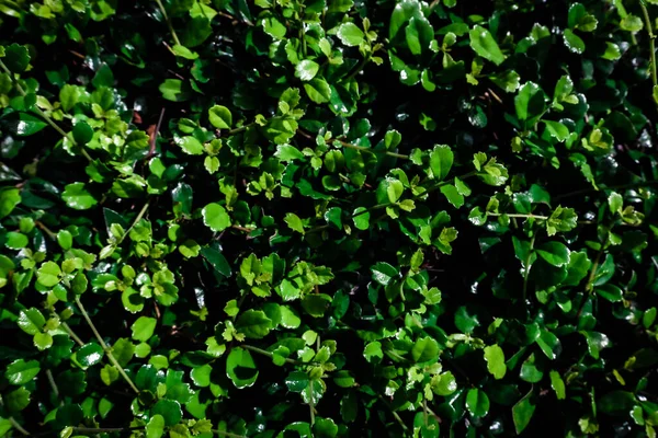 Folhas Verdes Padrão Fundo Natural Natural Luz Água Cai Fundo — Fotografia de Stock