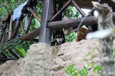 nice landscape with one tree and big clouds