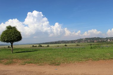nice landscape with one tree and big clouds