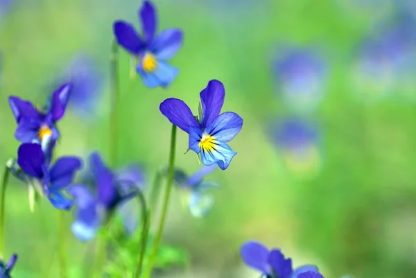 tiny blue wild pansy flowers on spring meadow (Viola tricolor L. Violaceae)