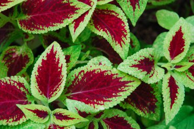 Isırgan otu yaprakları - Plectranthus scutellarioides (sahte Plectranthe skullcap)