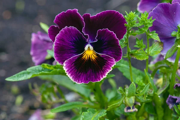 Dark Purple Pansy Flower Viola Tricolor Garden — Stock Photo, Image