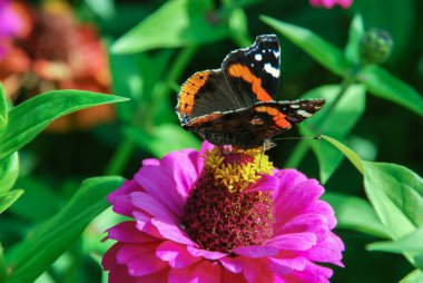 Kızıl Amiral (Vanessa atalanta) zinnia çiçeğinin üzerindeki kelebek
