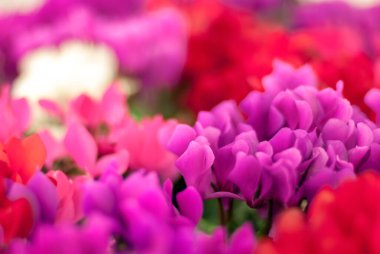 Renkli bulanık arkaplan için bahçede pembe ve kırmızı siklamenlerName