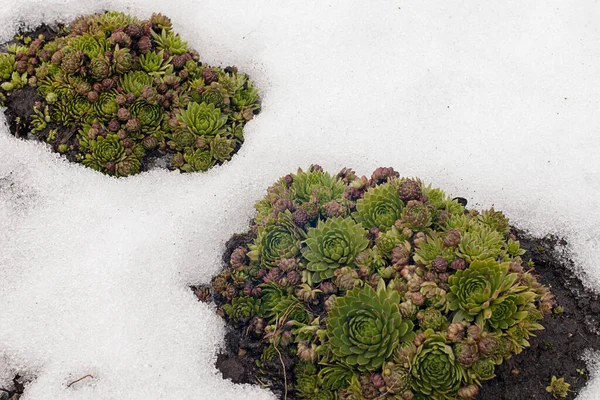 Groenblijvende Sempervivum Vetplanten Verschijnen Lente Sneeuw — Stockfoto