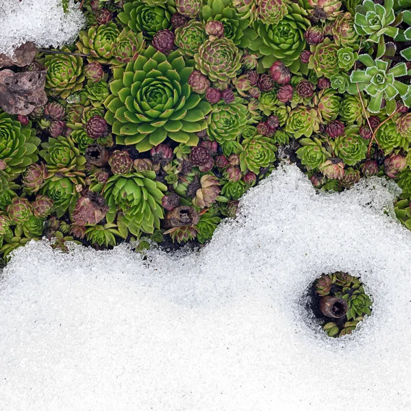 Evergreen Sempervivum Sukulenty Objevují Zpod Taveného Sněhu Jaře — Stock fotografie