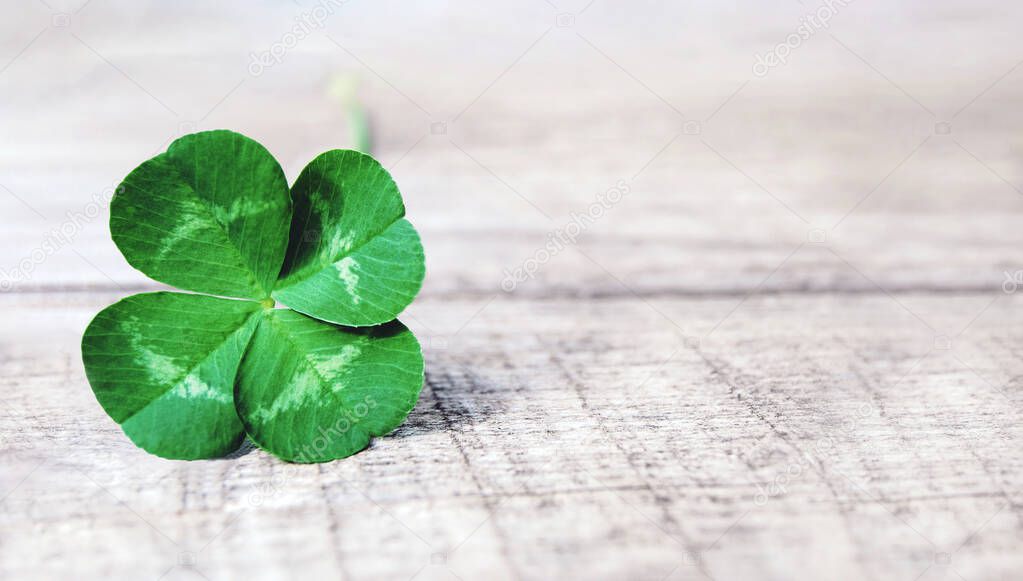 green shamrock, authentic four-leaf clover on gray wood background