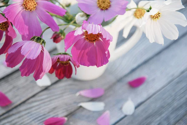 delicate bouquet of bright cosmos bipinnatus flowers in white mug on gray wooden table