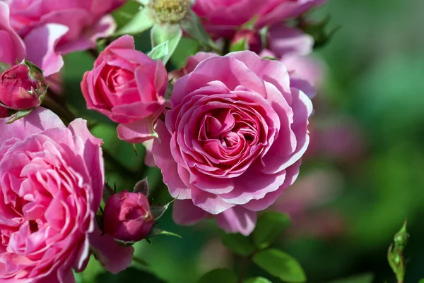 Roz Bulgarian Rose Bush Înflorește Grădina Vară — Fotografie, imagine de stoc
