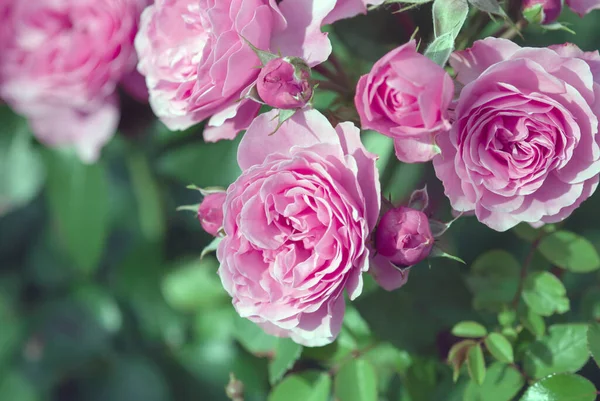 Красивые Розовые Фиолетовые Розы Весеннем Розовом Саду — стоковое фото