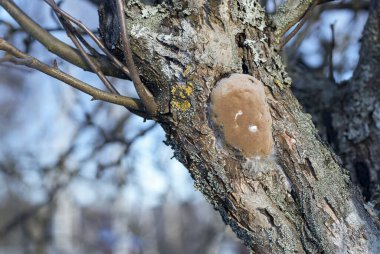 Elma ağacı gövdesinde bilezik mantarı (Phellinus pomaceus, Phellinus igniarius).