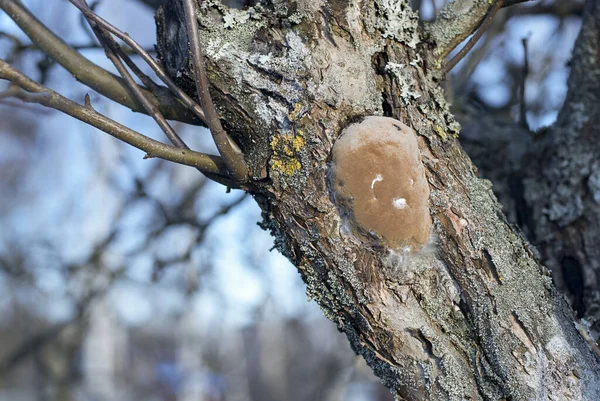Elma ağacı gövdesinde bilezik mantarı (Phellinus pomaceus, Phellinus igniarius).