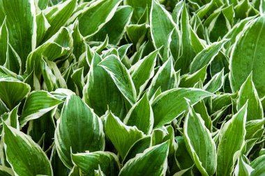 plantain zambak (Hosta plantaginea) yeşil ve beyaz yapraklar arkaplan