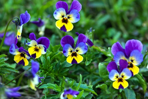 Niebieskie Bratki Kwiaty Lub Hearsease Viola Tricolor Ogrodzie Letnim — Zdjęcie stockowe