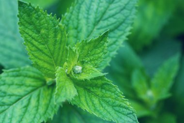 Yaz bahçesinde yeşil kokulu nane, yakın çekim.