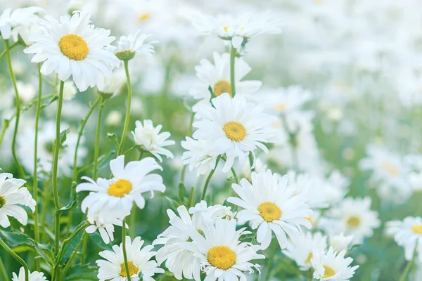 Witte Kamille Weide Bloeien Zomer — Stockfoto