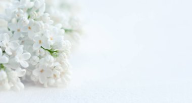 Bulanık ışık arka planında beyaz leylak çiçekleri, kopyalama alanı olan narin minimalist çiçek şablonu