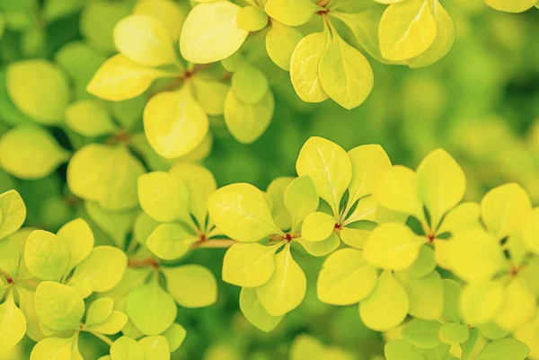 Japon böğürtlen (Berberis Thunbergii Aurea) sarımsı yeşil yapraklar yakın plan